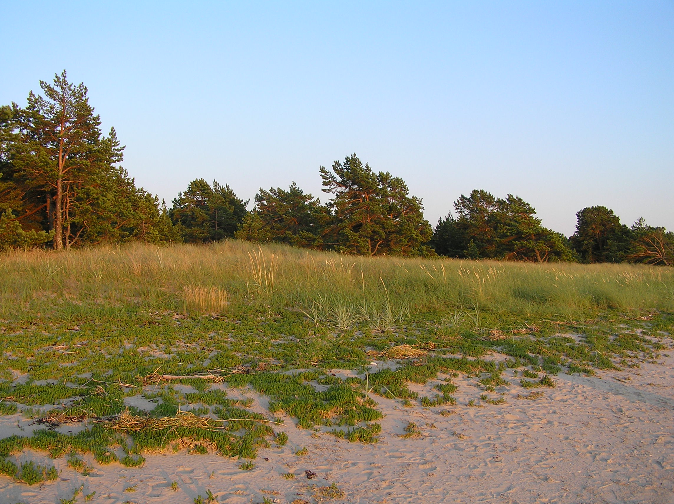 Püsitaimestikuga liivarand