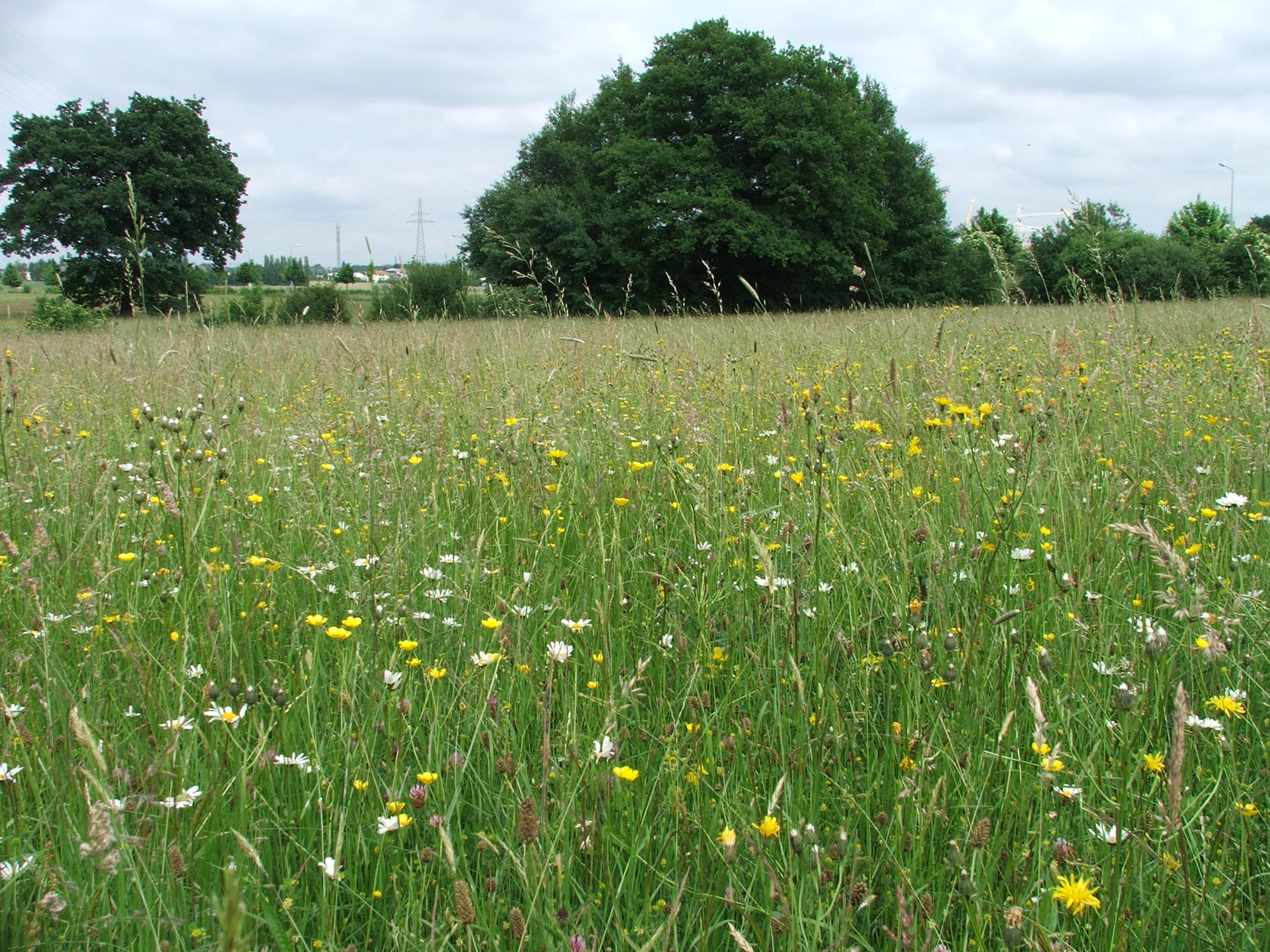 Aas-rebasesaba ja ürt-punanupuga niidud (6510)