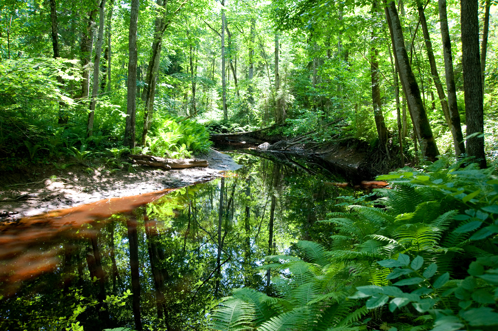 Lammimets Poruni jõe kaldal