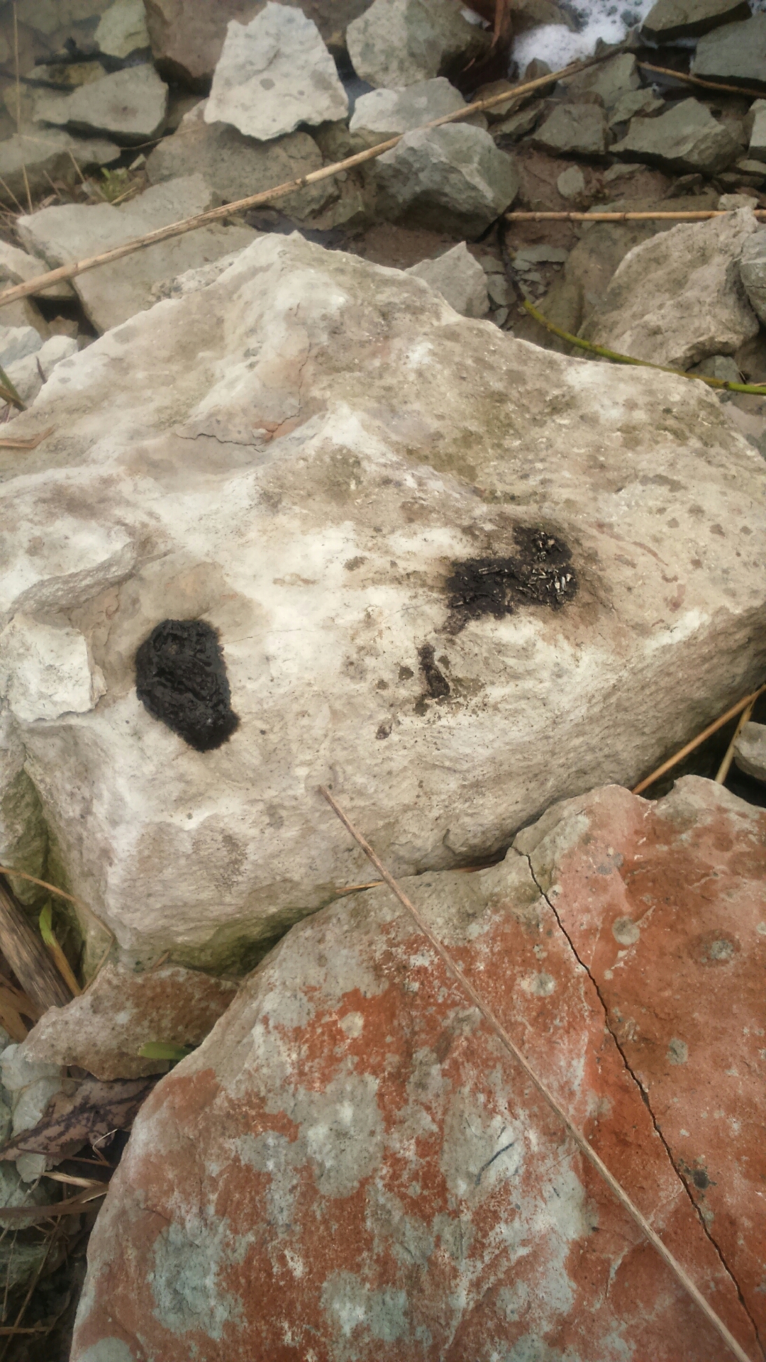 Saarma väljaheited kivil