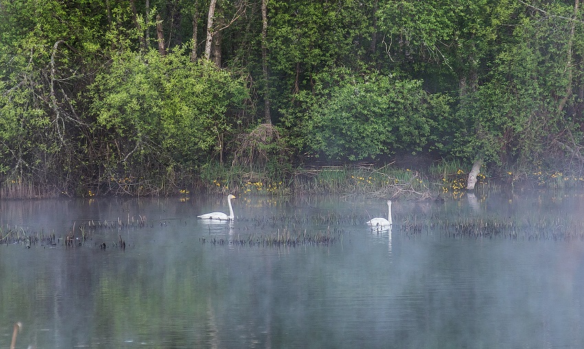 ПАРА ЛЕБЕДЕЙ-КЛИКУНОВ