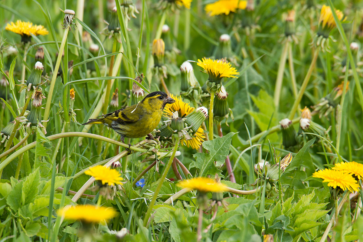 птица в саду