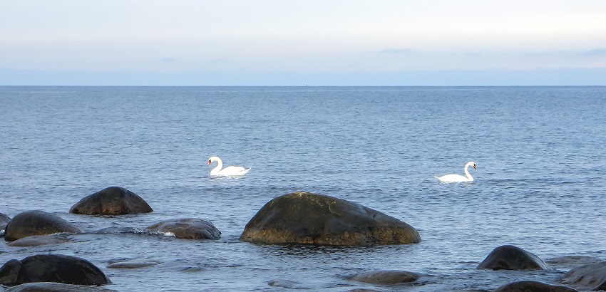 лебеди в море