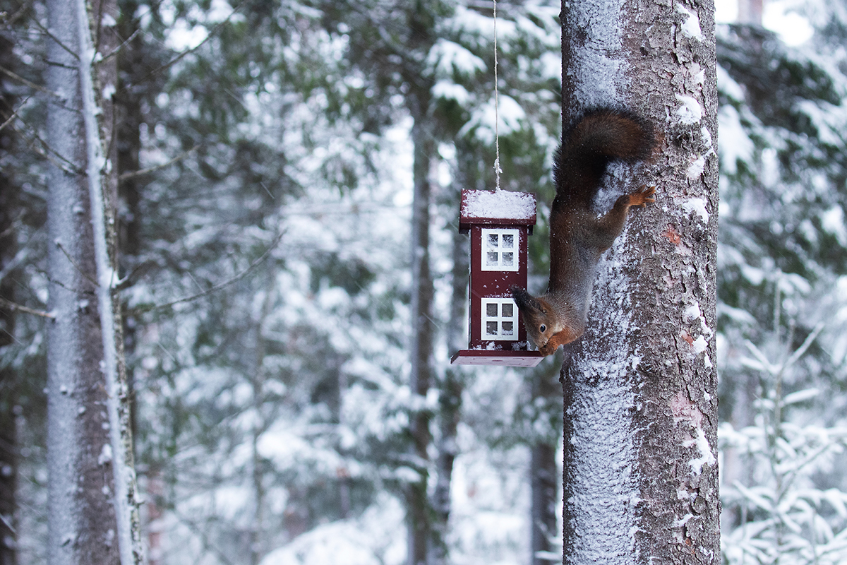 HUNGRY. The squirrel is quite happy to use a bird feeder. By: Karl Adami