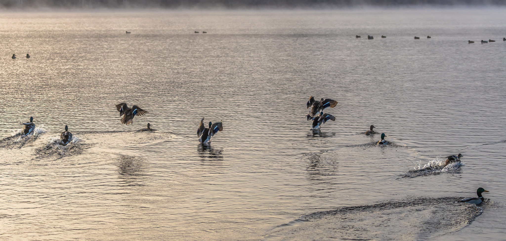 птицы и море