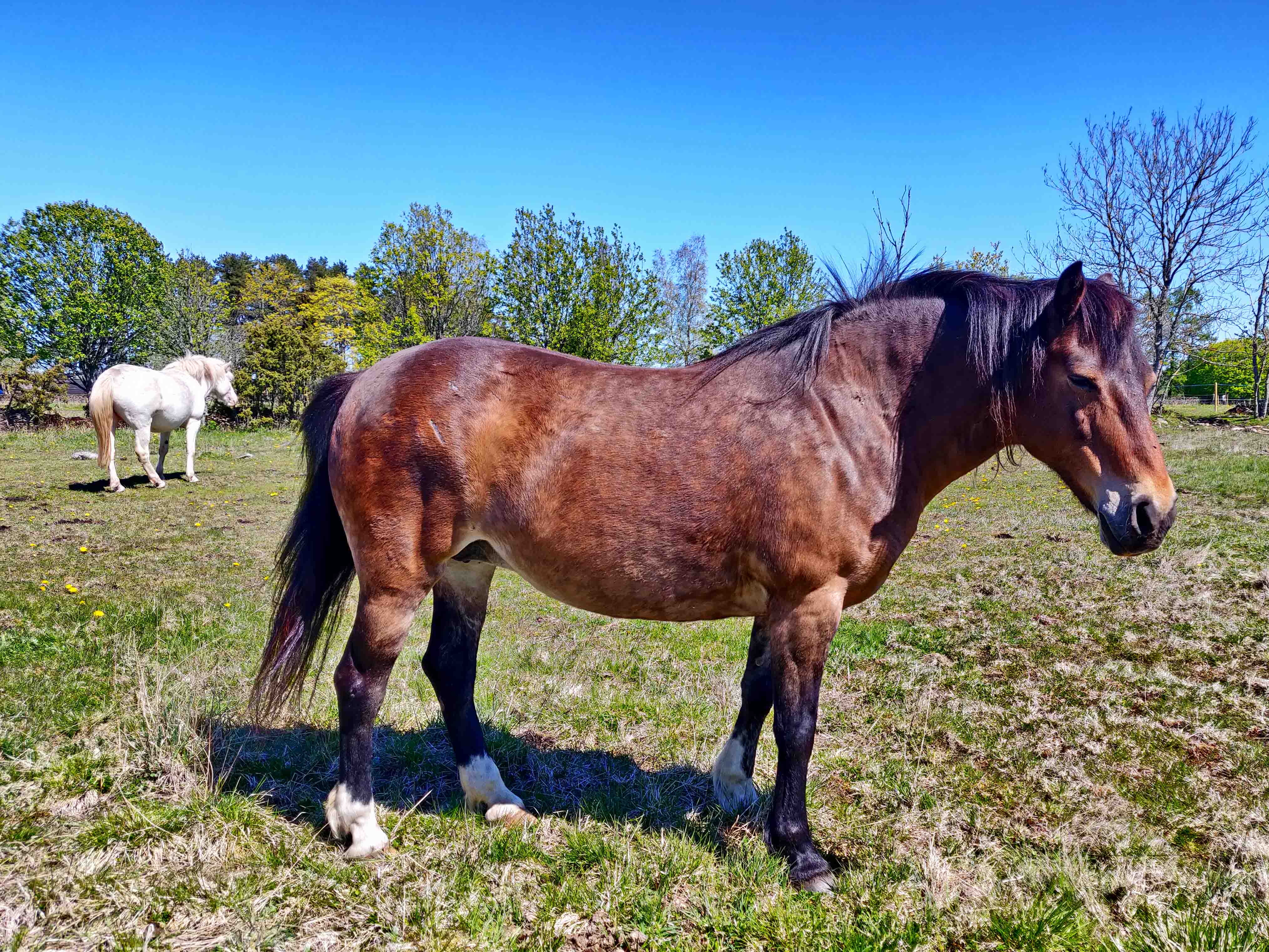 THE ESTONIAN NATIVE. The Muuksi Stable in Lahemaa contributes to the preservation of the indigenous breed by raising Estonian Native horses. By: Pajuste