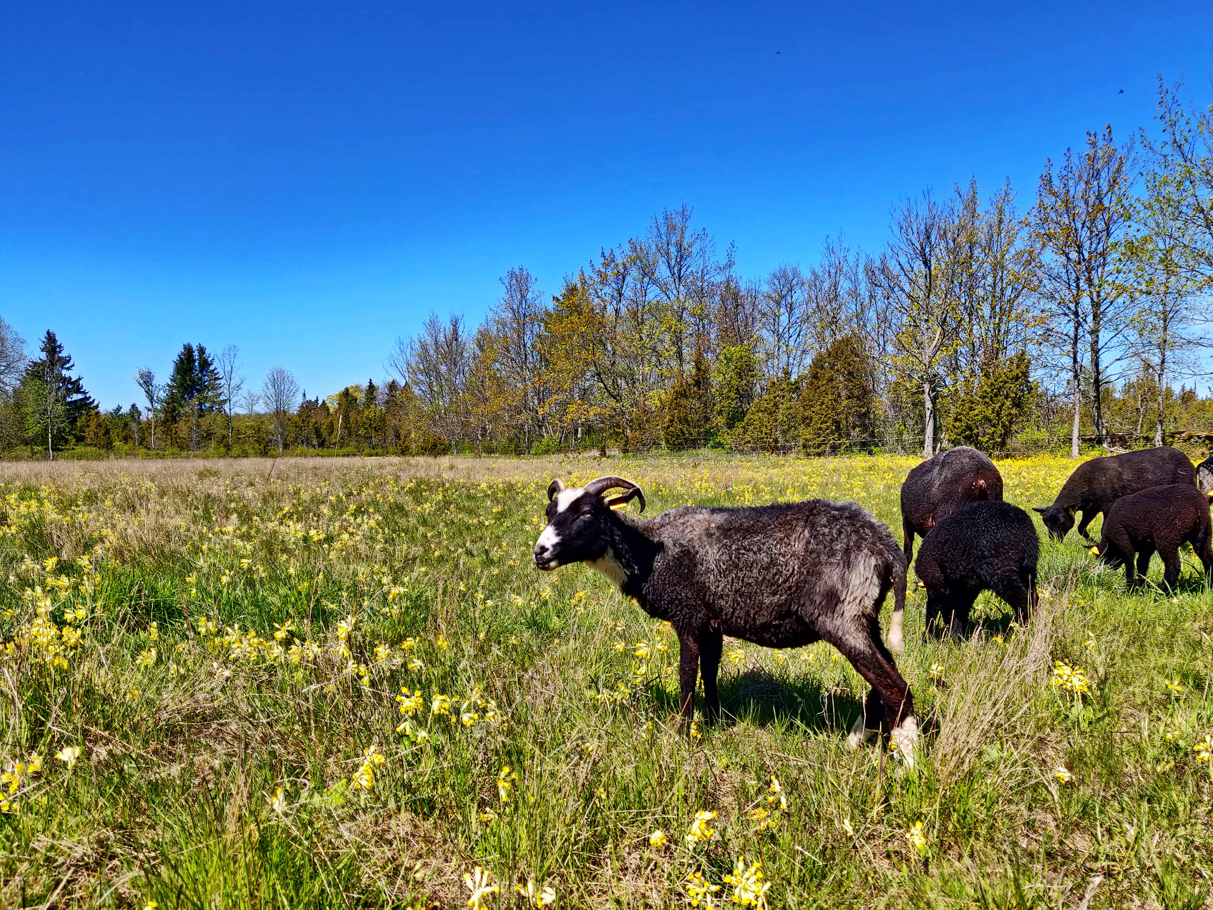 Autor: Margo Pajuste