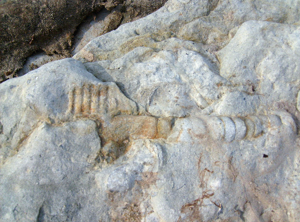 ИСКОПАЕМОЕ