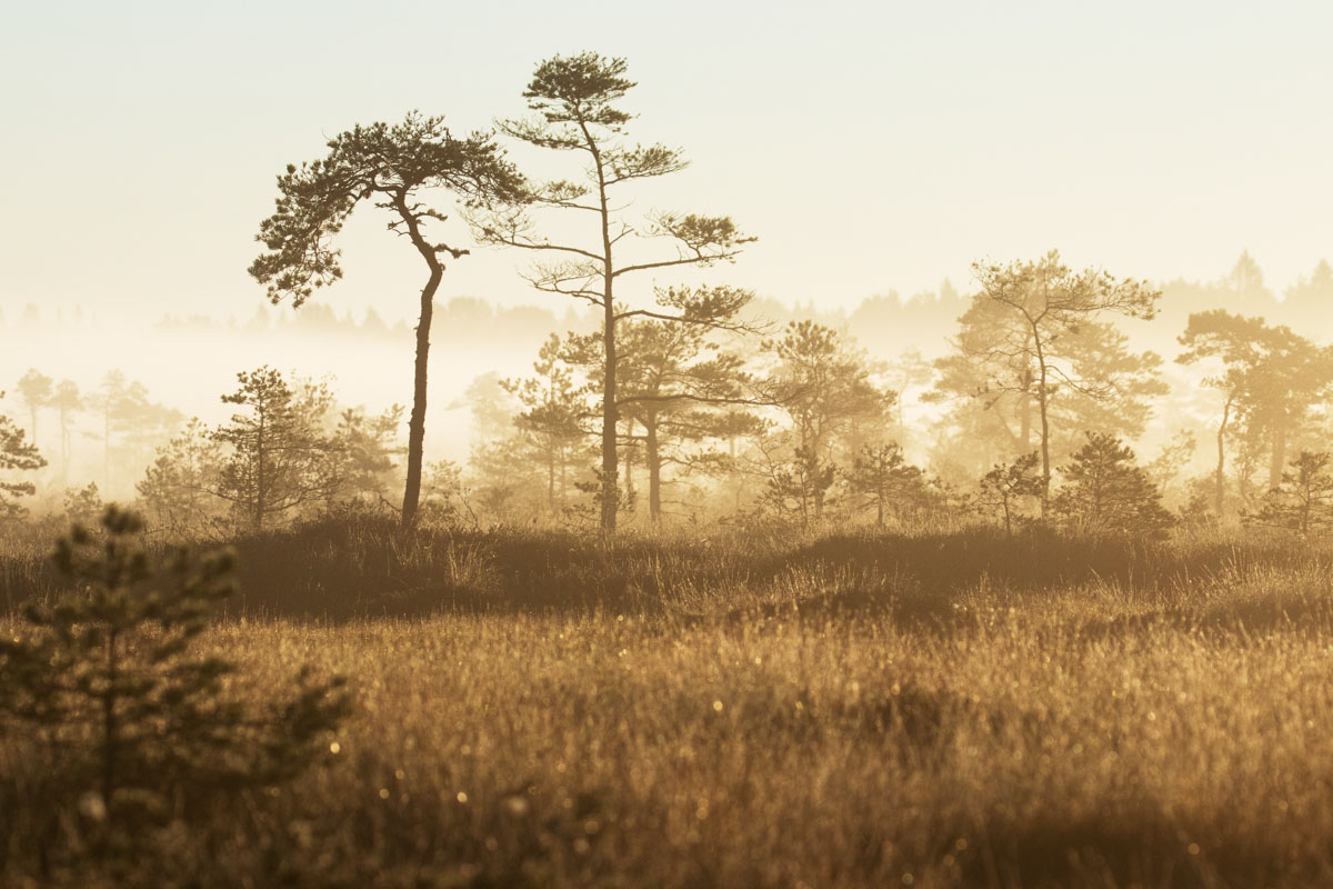 УТРО В СООМАА