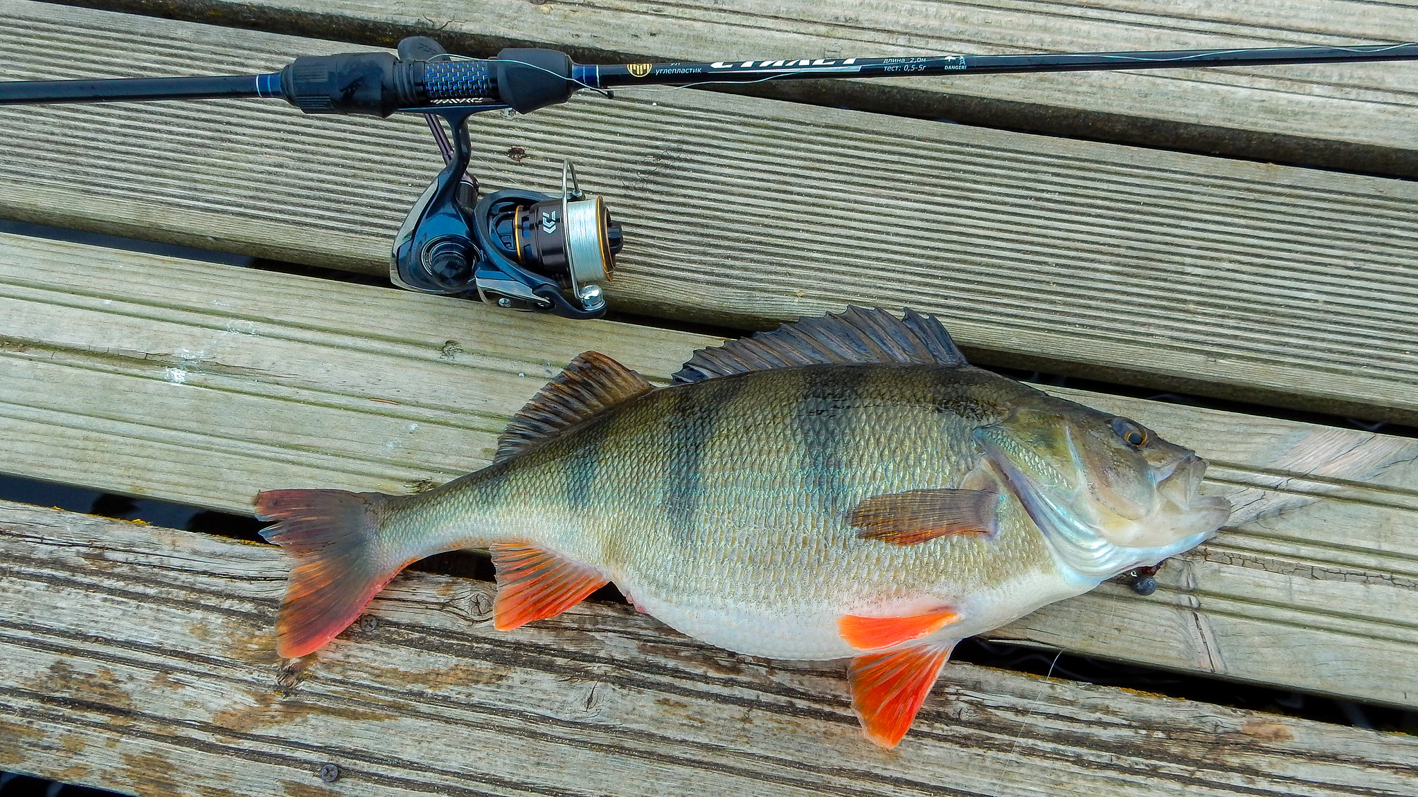 Большой окунь