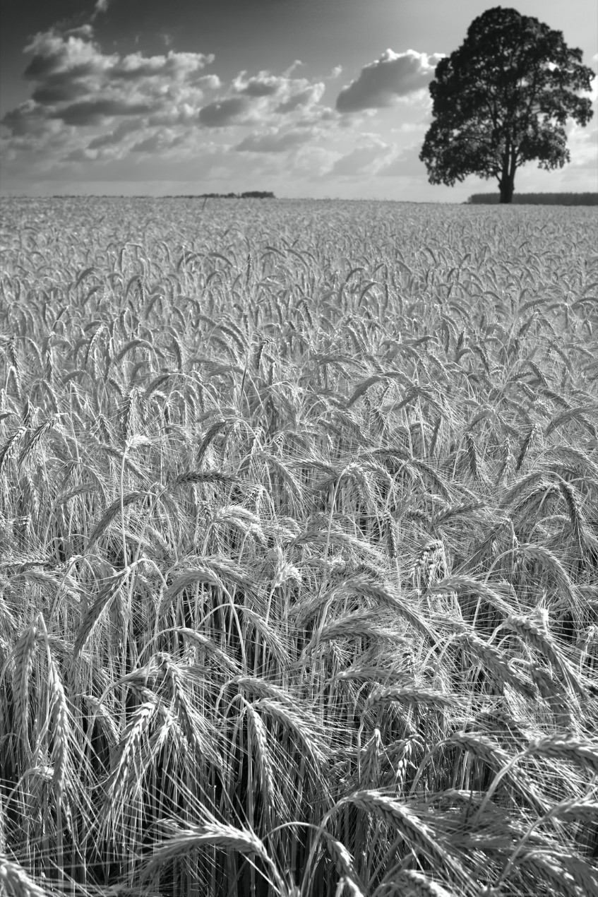 Teraviljapõld. Autor: Jaanus Remm