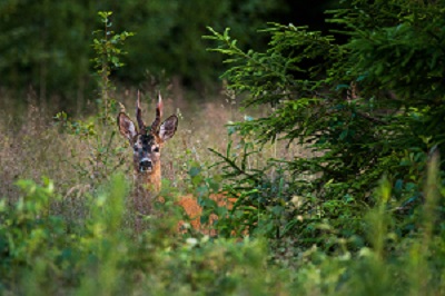Metskits - aasta loom 2017