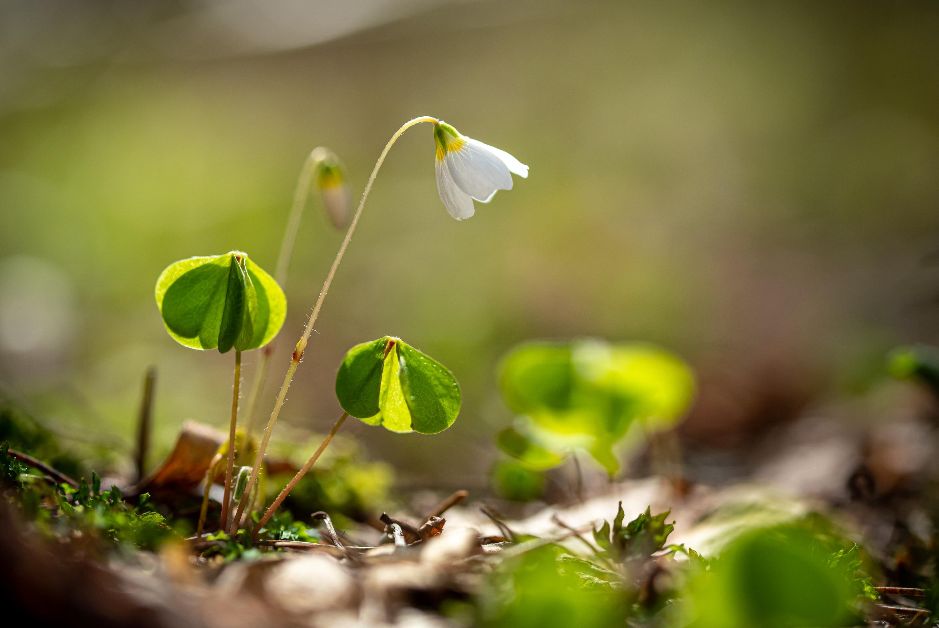 Harilik jänesekapsas. Foto: Maris Sepp