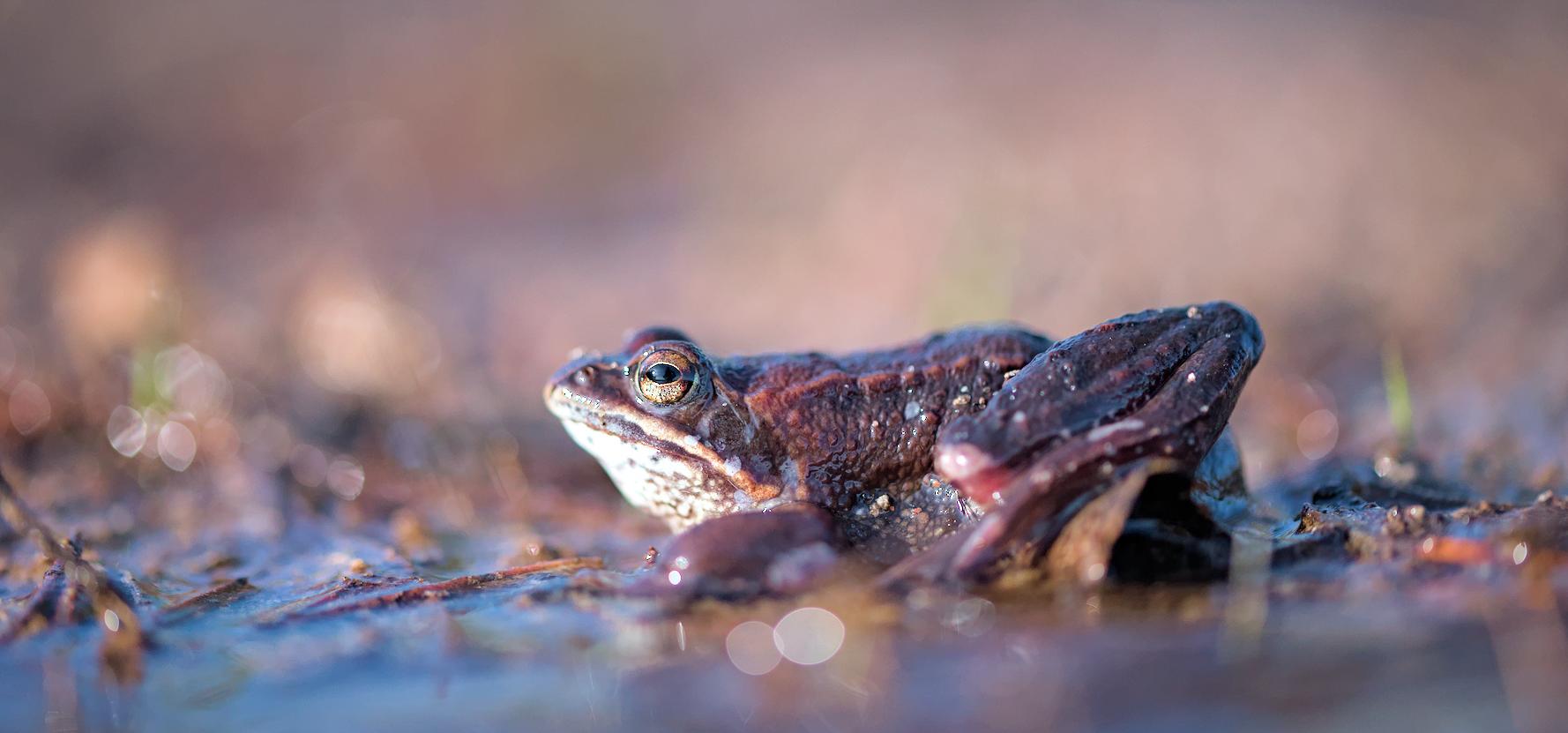 Rabakonn. Foto: Allar Liiv
