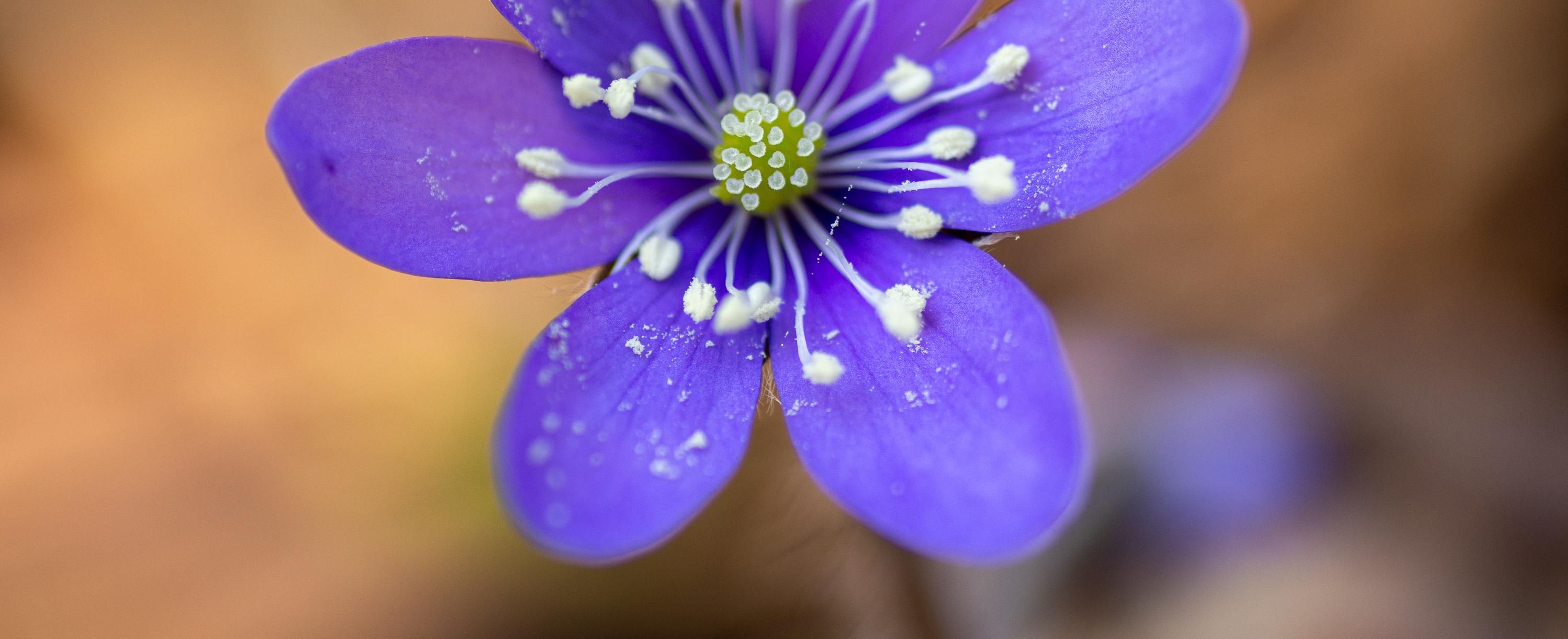 Harilik sinilill. Foto: Maris Sepp